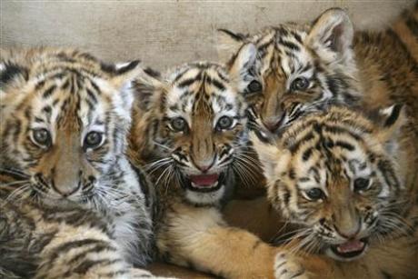 tiger cubs wallpaper. tiger cubs wallpaper. cubs viewed wallpapers; cubs viewed wallpapers. PhantomPumpkin. Apr 27, 10:49 AM. Apple identified it? No. Check your history.